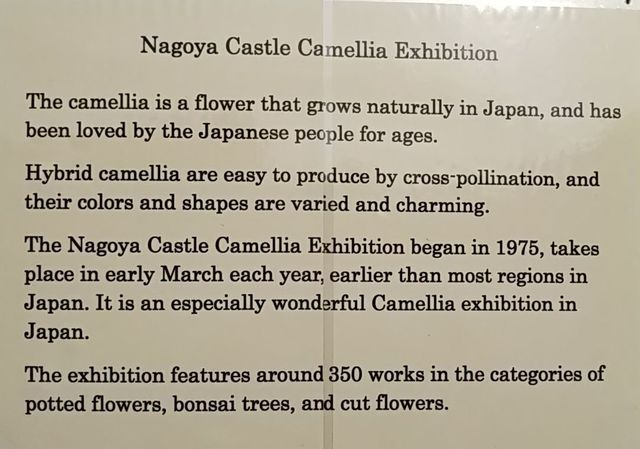 camellia.jpg